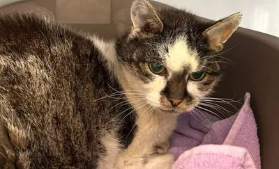 Hannes, adopted