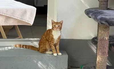 Flitzer, adopted