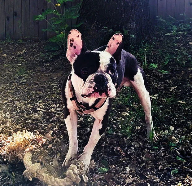 Boston Terrier