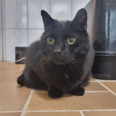Emmerich (reserviert), adopted