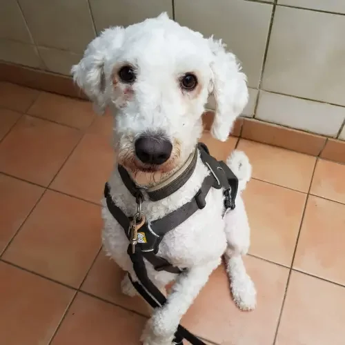 Komondor