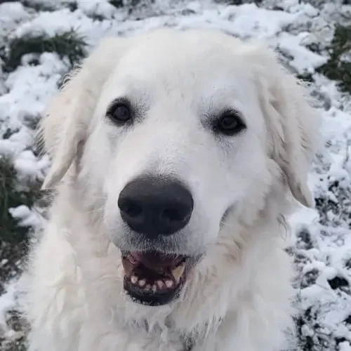 Kuvasz
