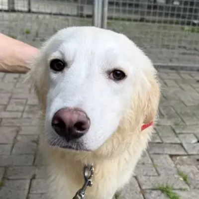 Simba, adopted