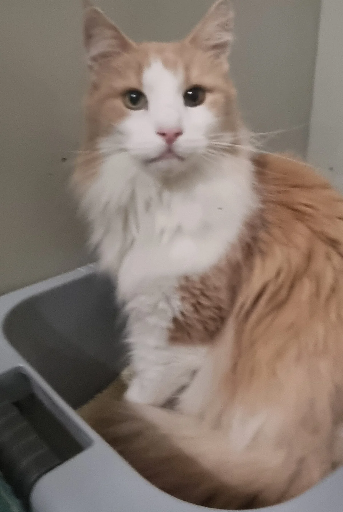 Norwegian Forest Cat