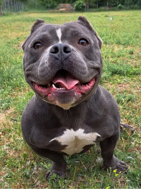 American Pocket Bully
