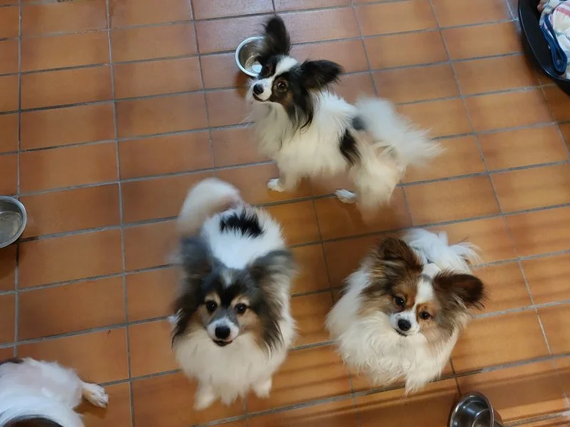 Papillon