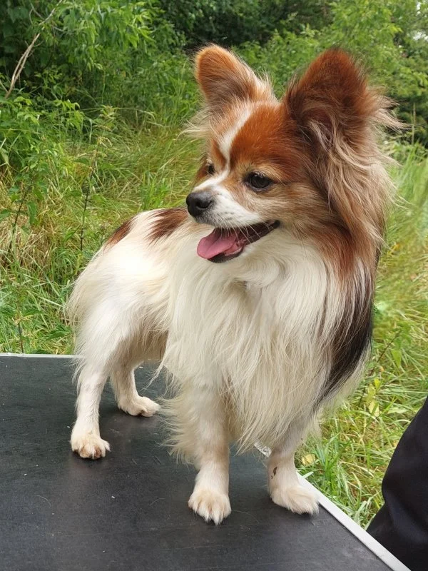Papillon
