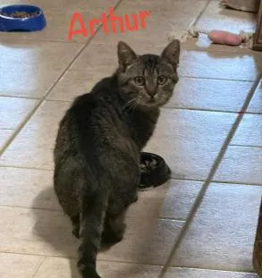 Arthur, adopted