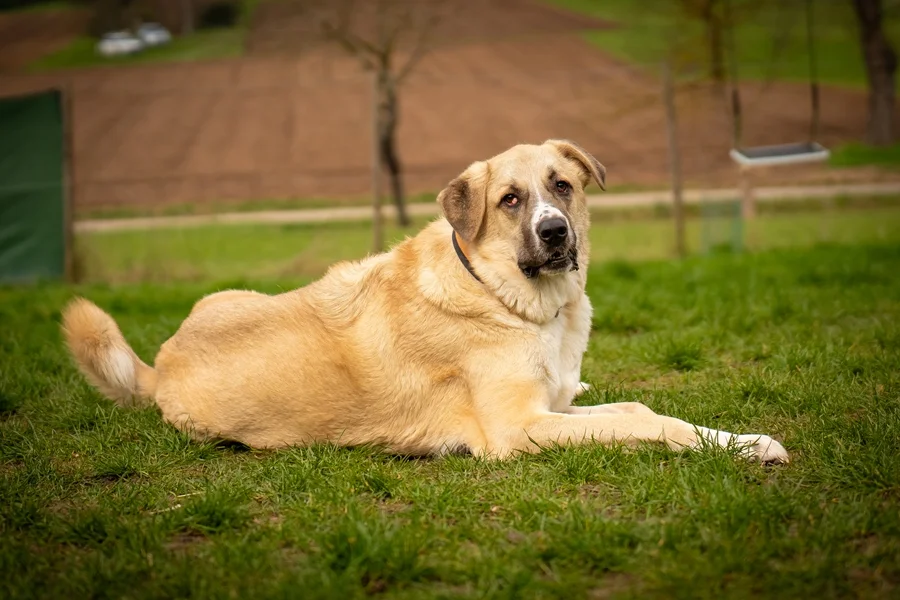 Kangal