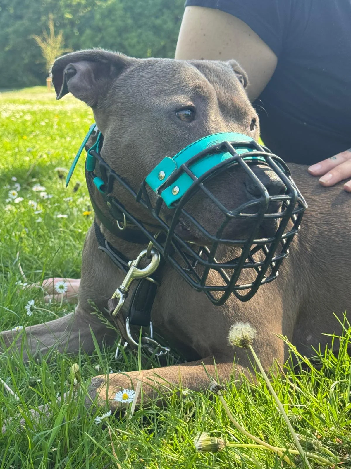 Pit Bull Terrier