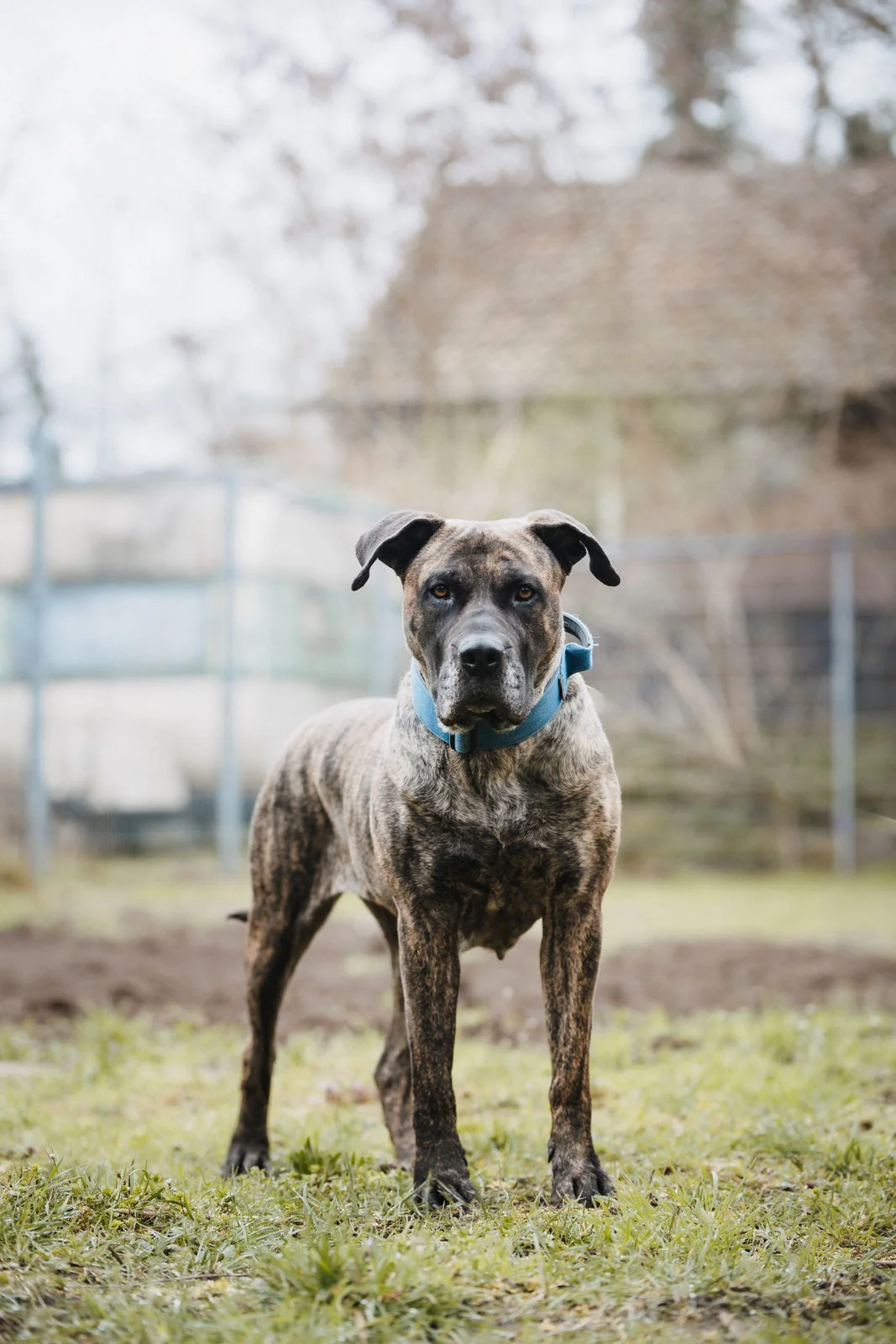Presa Canario