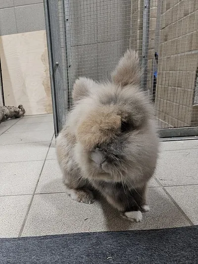 Simba, adopted
