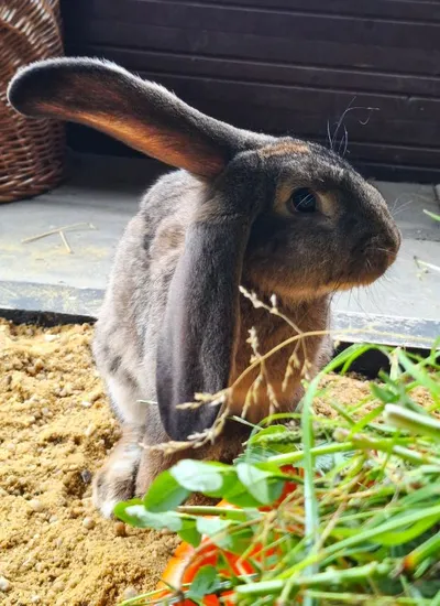 Ferdinand, adopted