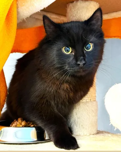 Valerian, adopted