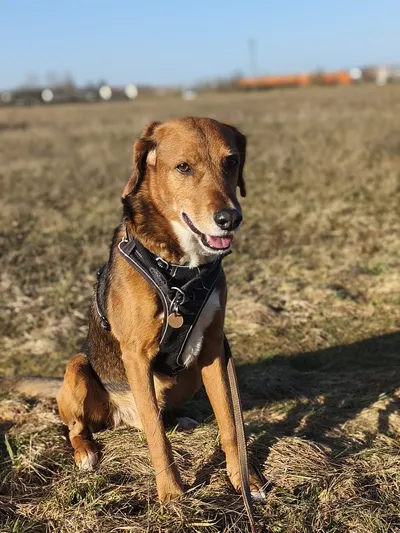 Rico - reserviert, adopted