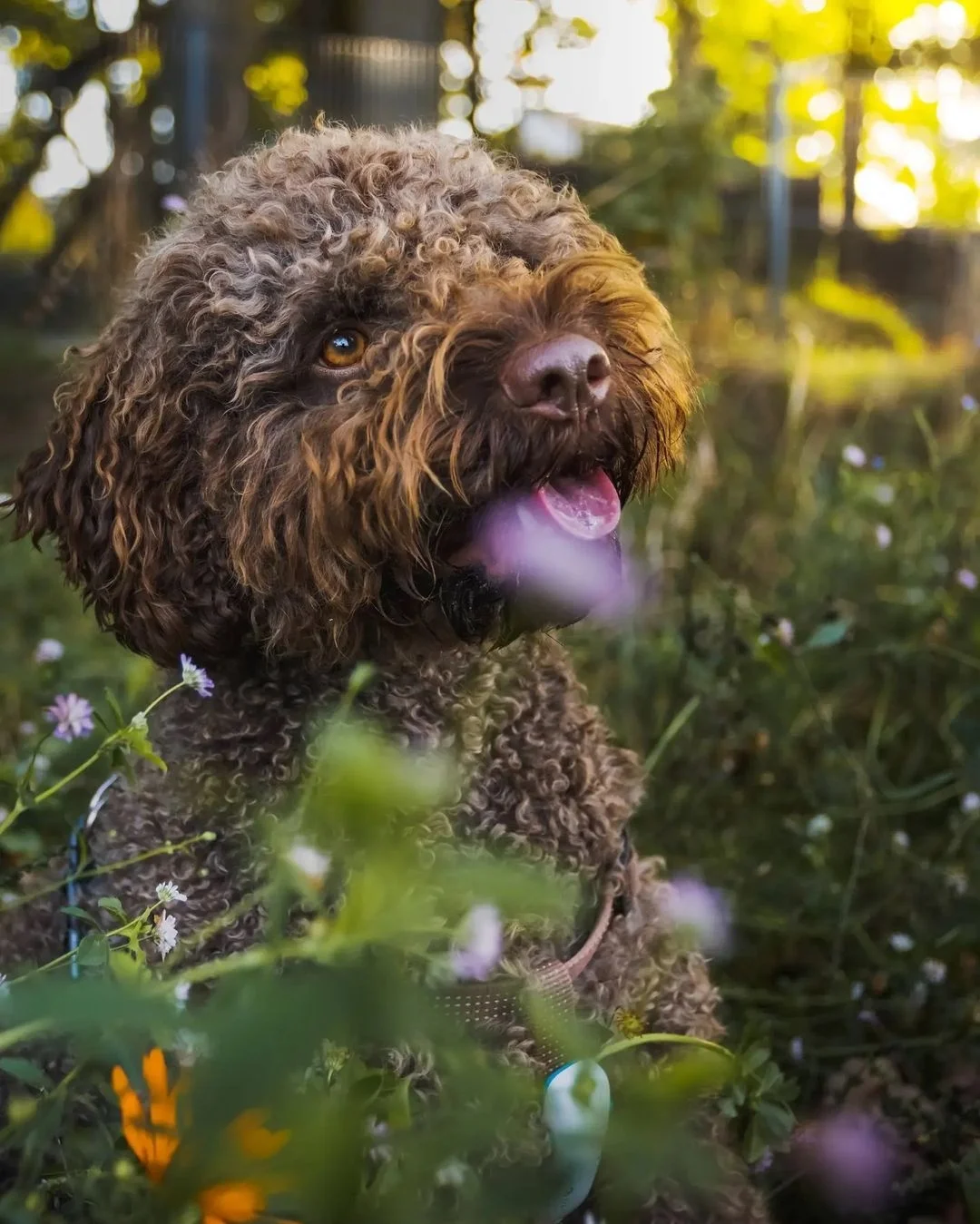Lagotto Romagnolo