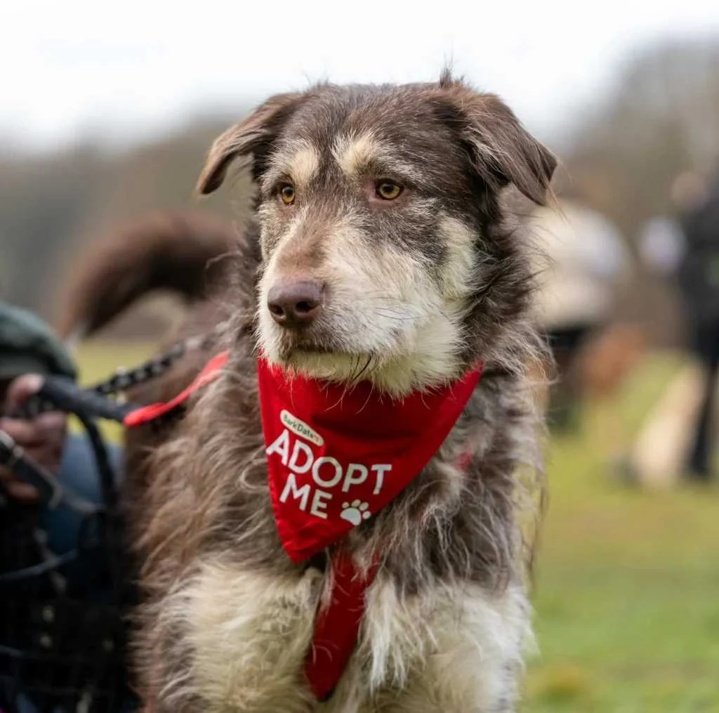 Irish Wolfhound