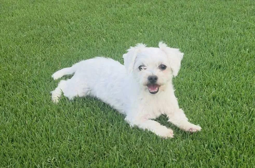 Maltese