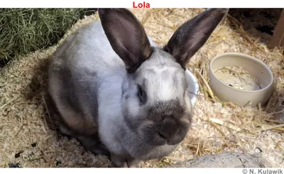 Maxl und Lola - reserviert, adopted
