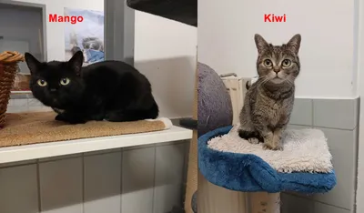 Mango und Kiwi - reserviert, adopted