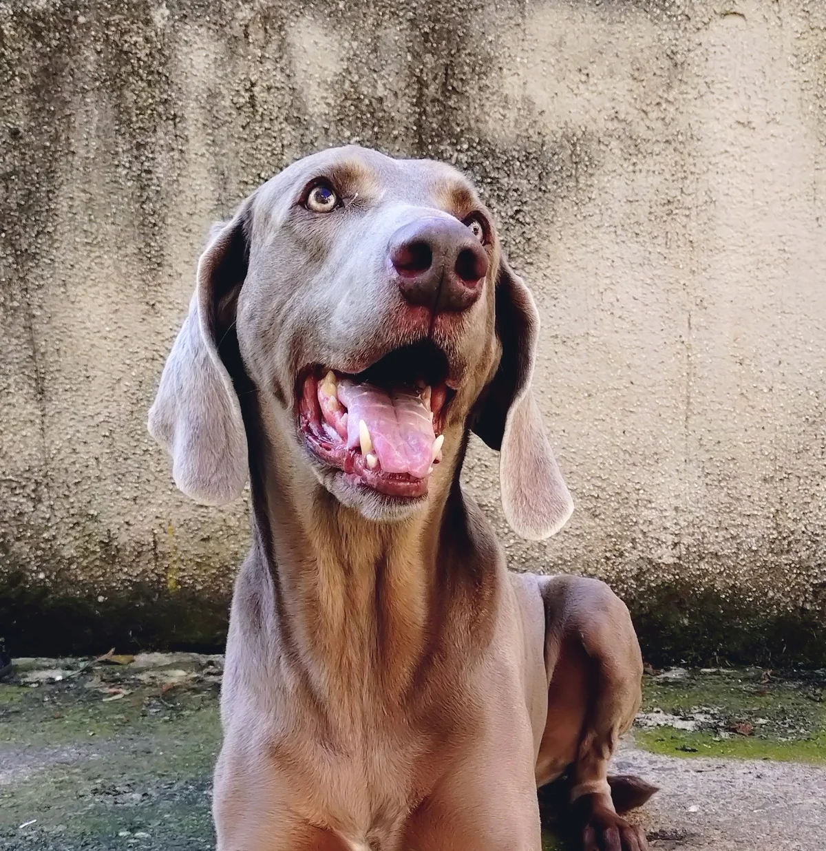 Weimaraner