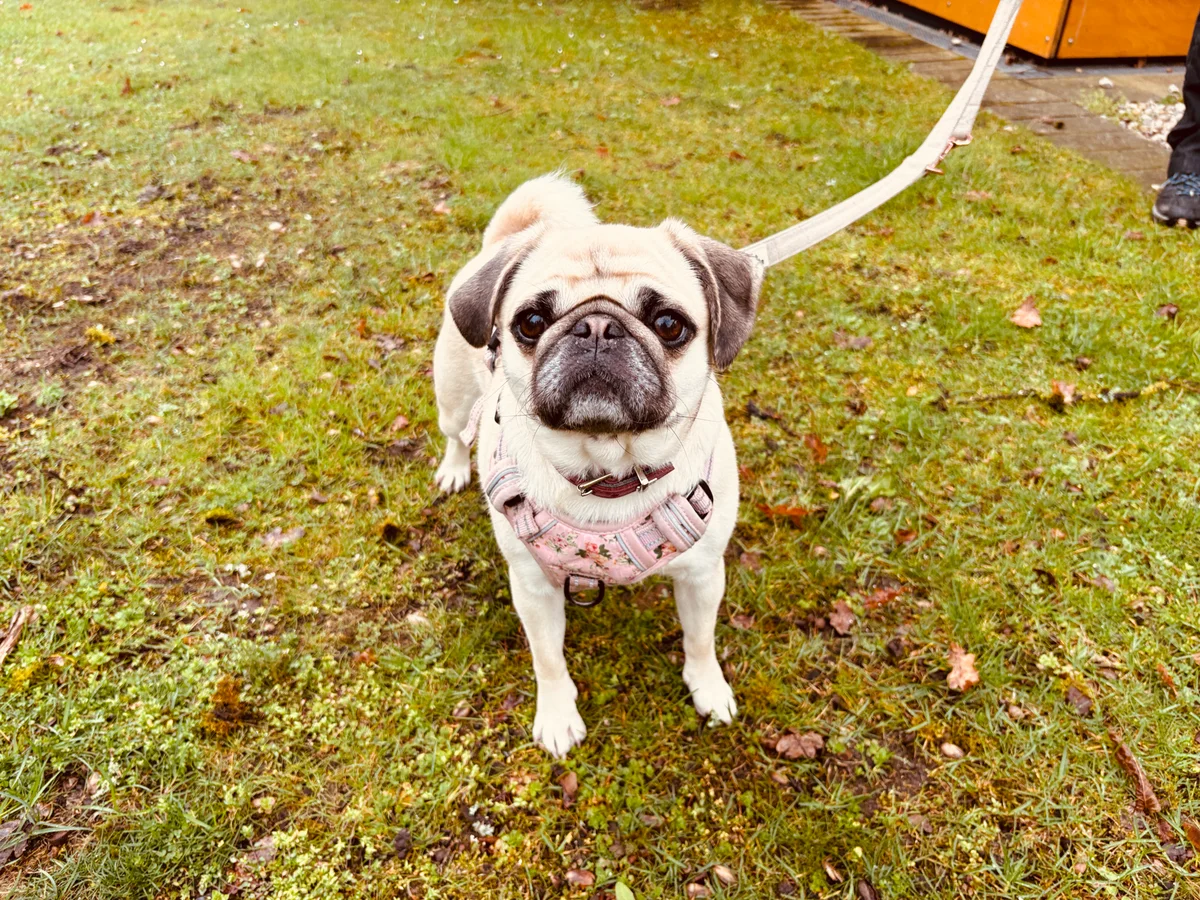 Pug