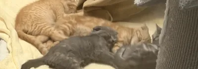 KUMA & HATO, adopted