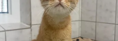 Neko, adopted