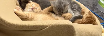 NEZUMI & SAKANA, adopted