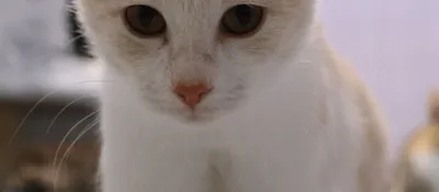Taro *Vermittelt*, adopted