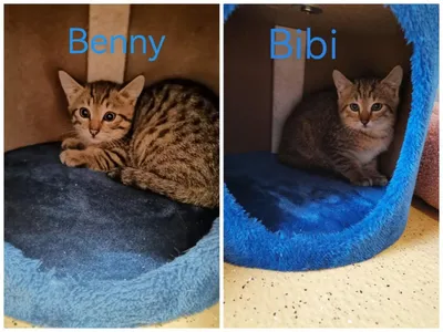 Bibi & Benny, adopted
