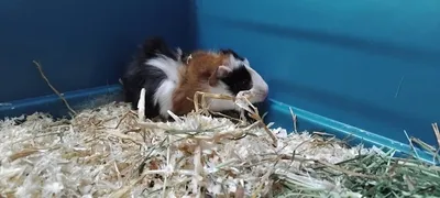 Felix, adopted
