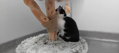 Loko, adopted