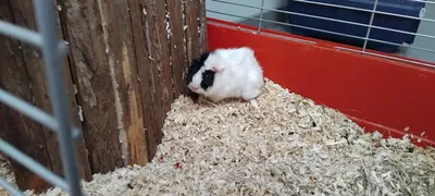 Nougat, adopted