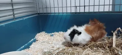 Oskar, adopted