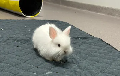 Snow, adopted