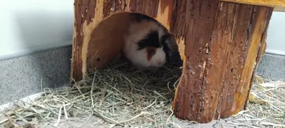 Toffie, adopted