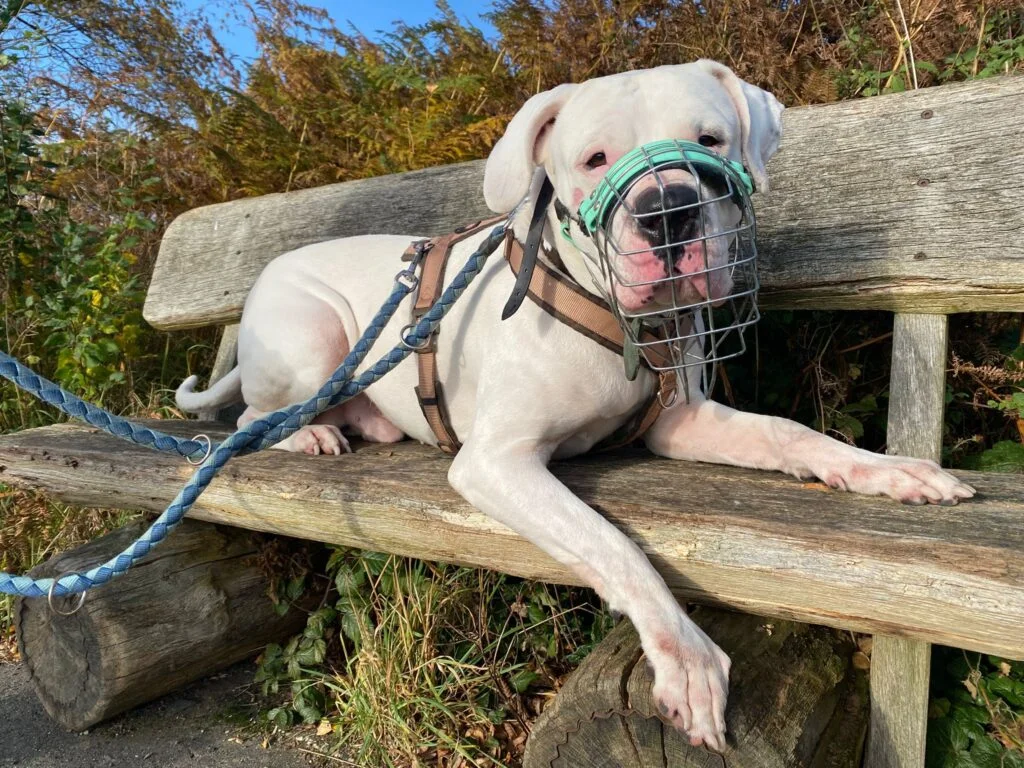Dogo Argentino