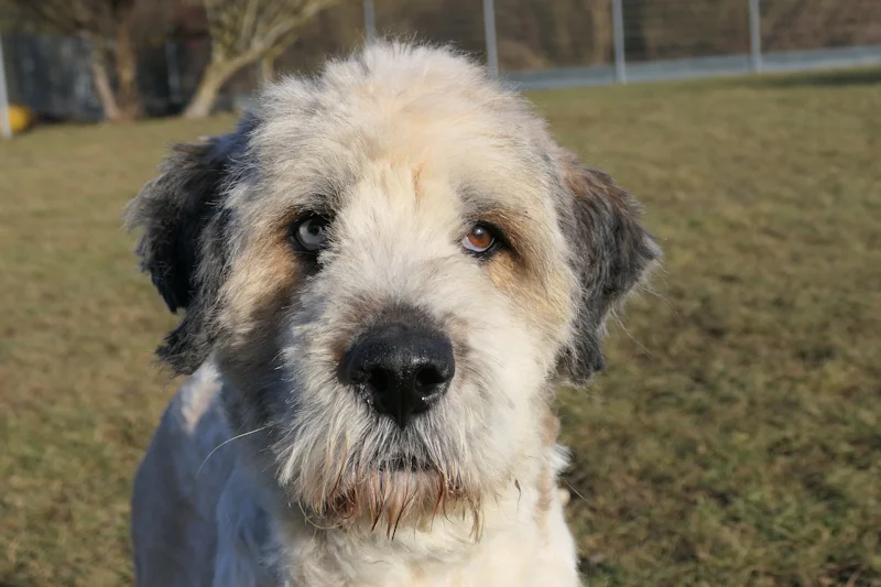 Romanian Shepherd