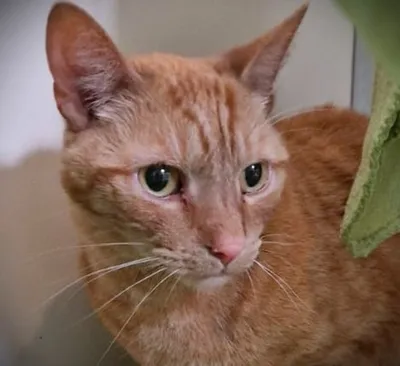 Ahmed – vermittelt – am 15.5. ausgezogen, adopted