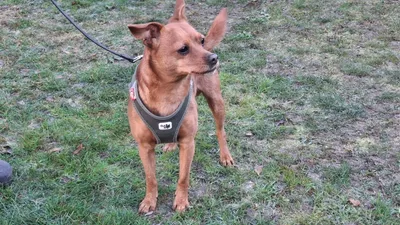 Balu – reserviert, adopted