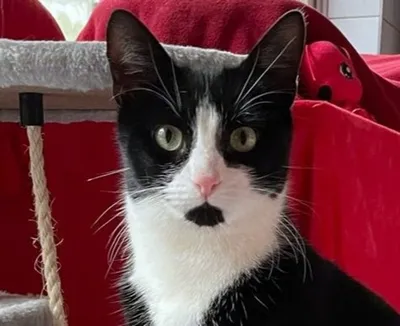 Benny – ist auf einer Pflegestelle, adopted