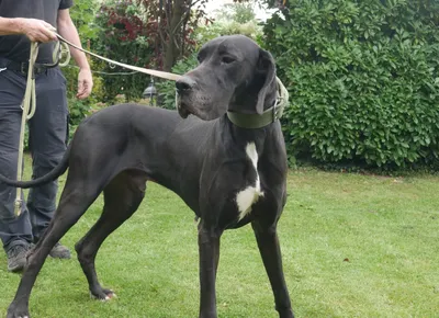 Diego – Pflegestelle oder Für-immer-Zuhause dringend gesucht, adopted