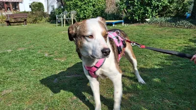 Kojak – reserviert, adopted