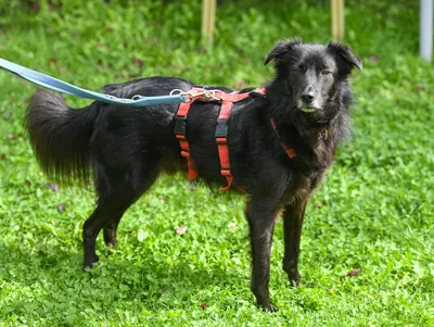 Lucky – vermittelt – am 22.5. ausgezogen, adopted