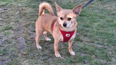 Shila – reserviert, adopted