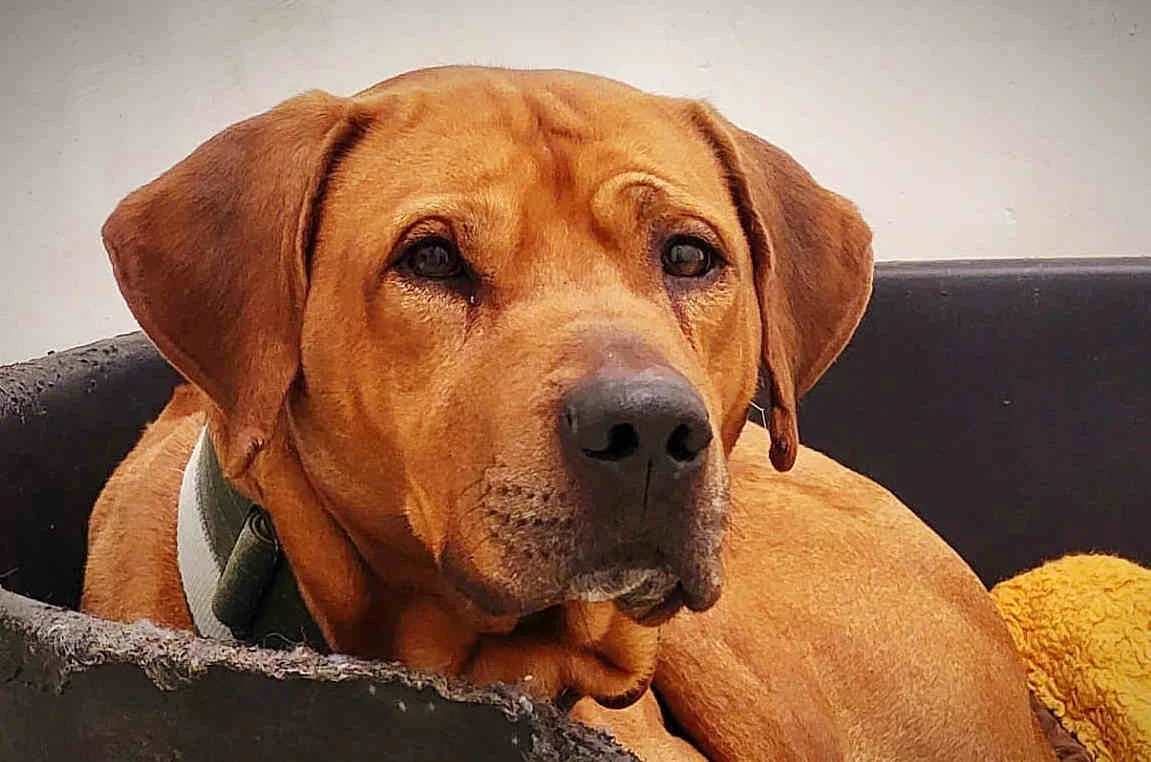 Rhodesian Ridgeback