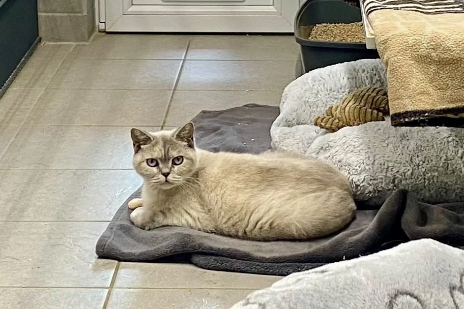 British Shorthair