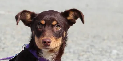 Mina ( reserviert ), adopted