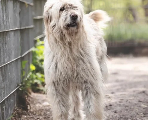 Romanian Shepherd